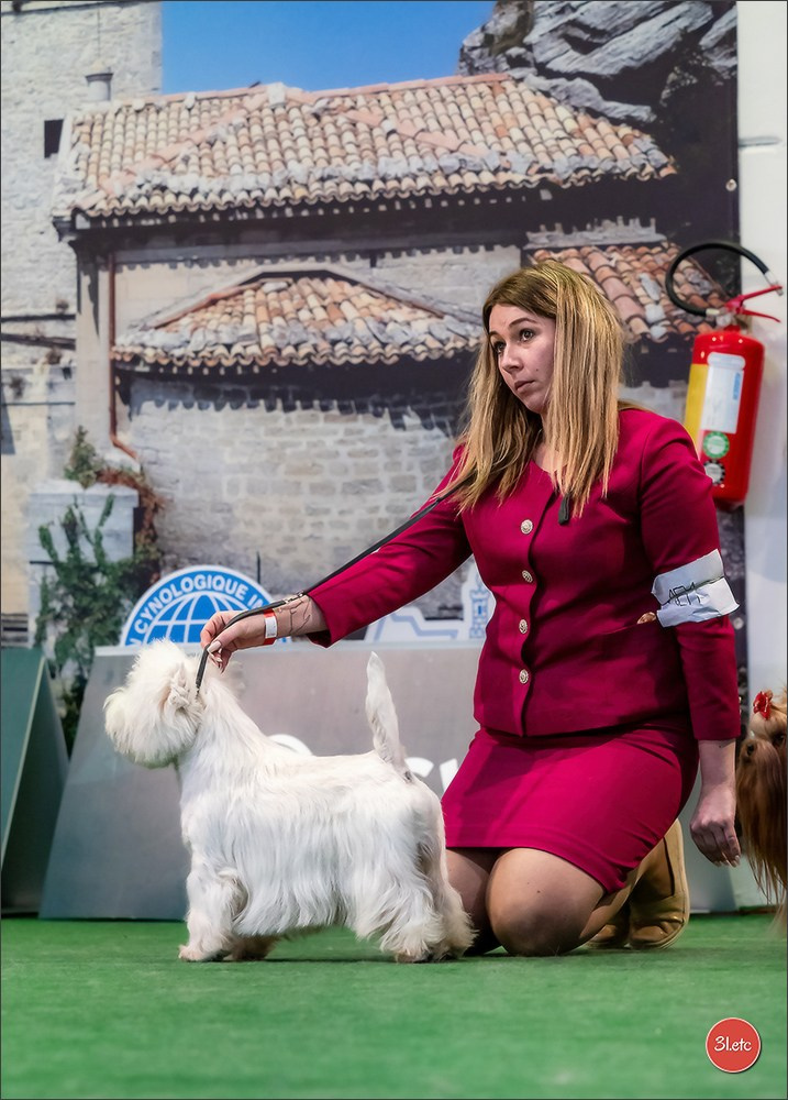 Dog Show  🇮🇹  San Marino. Photographe à Strasbourg | Portraits, Studio, Enfants, Événements