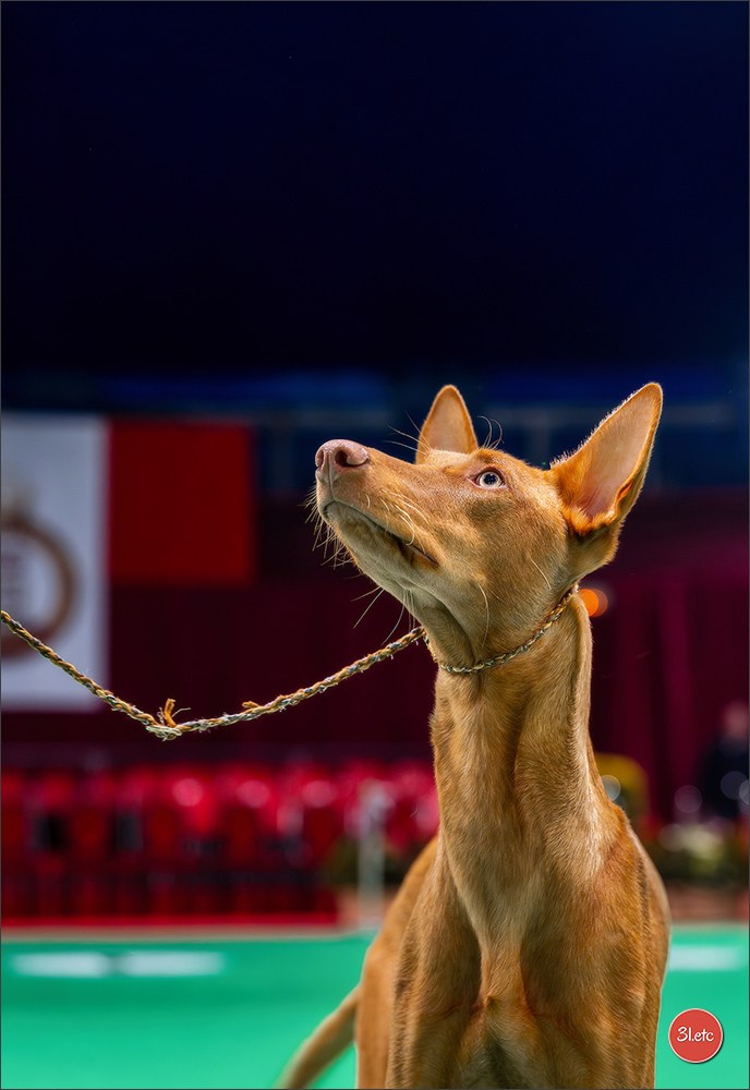 Expo canine 🇲🇨 Monaco 9-10/05/2026. Photographe à Strasbourg | Les animaux, Portraits, Studio, Événements