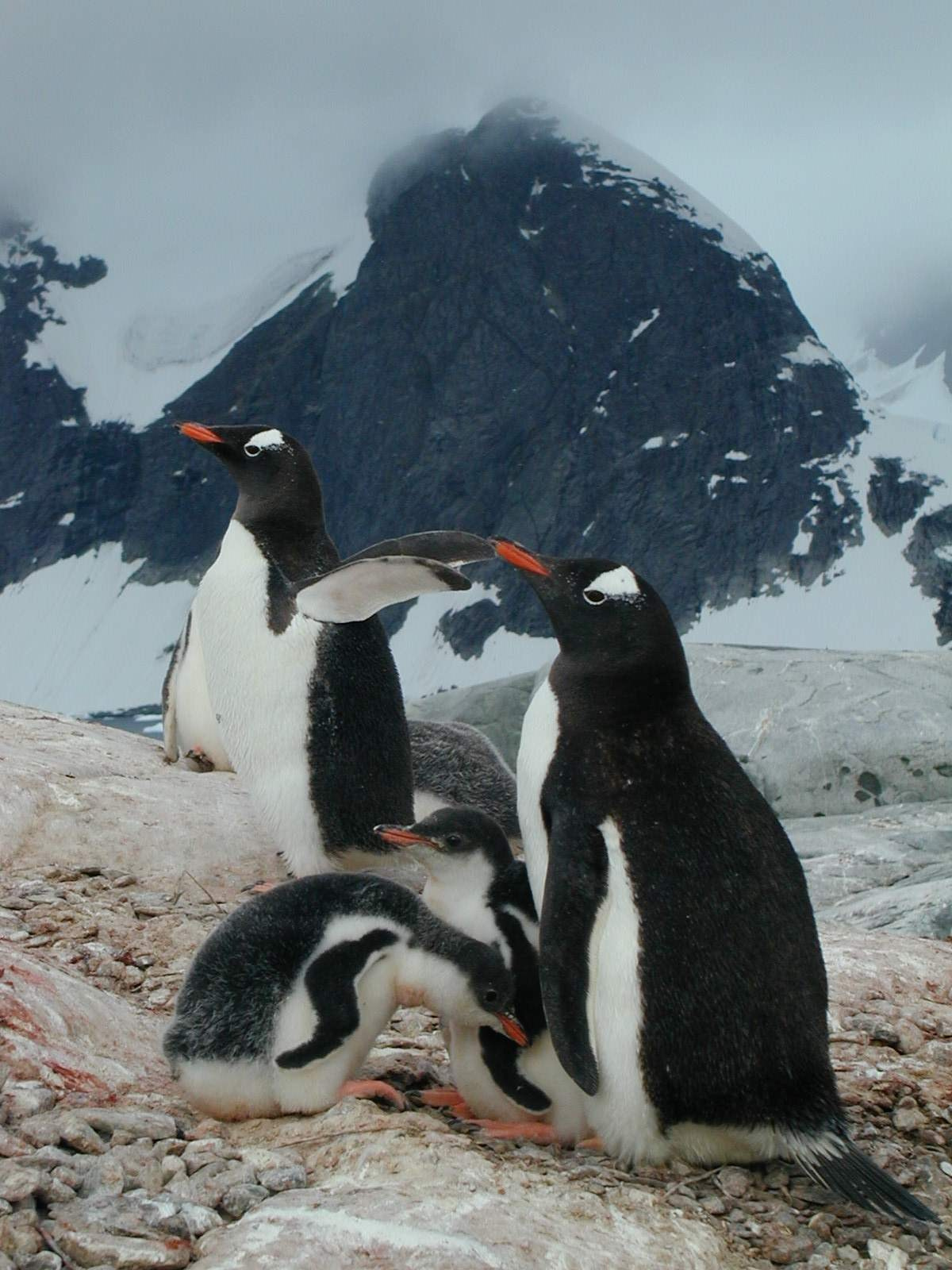 ANTARCTICA. Reportage concert portrait photography in the San Francisco Bay Area