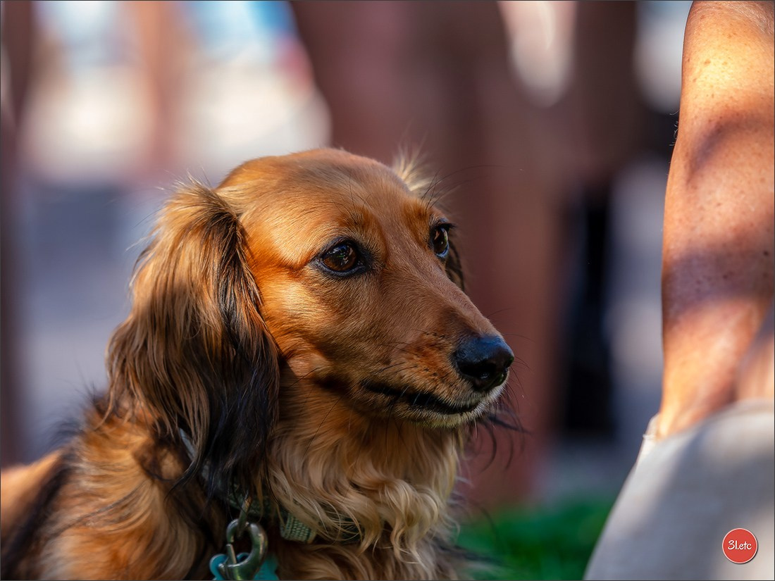 Teckels Parade Strasbourgeoise  Vous pouvez voir le galerie de photos. Photographe à Strasbourg | Portraits, Studio, Enfants, Événements