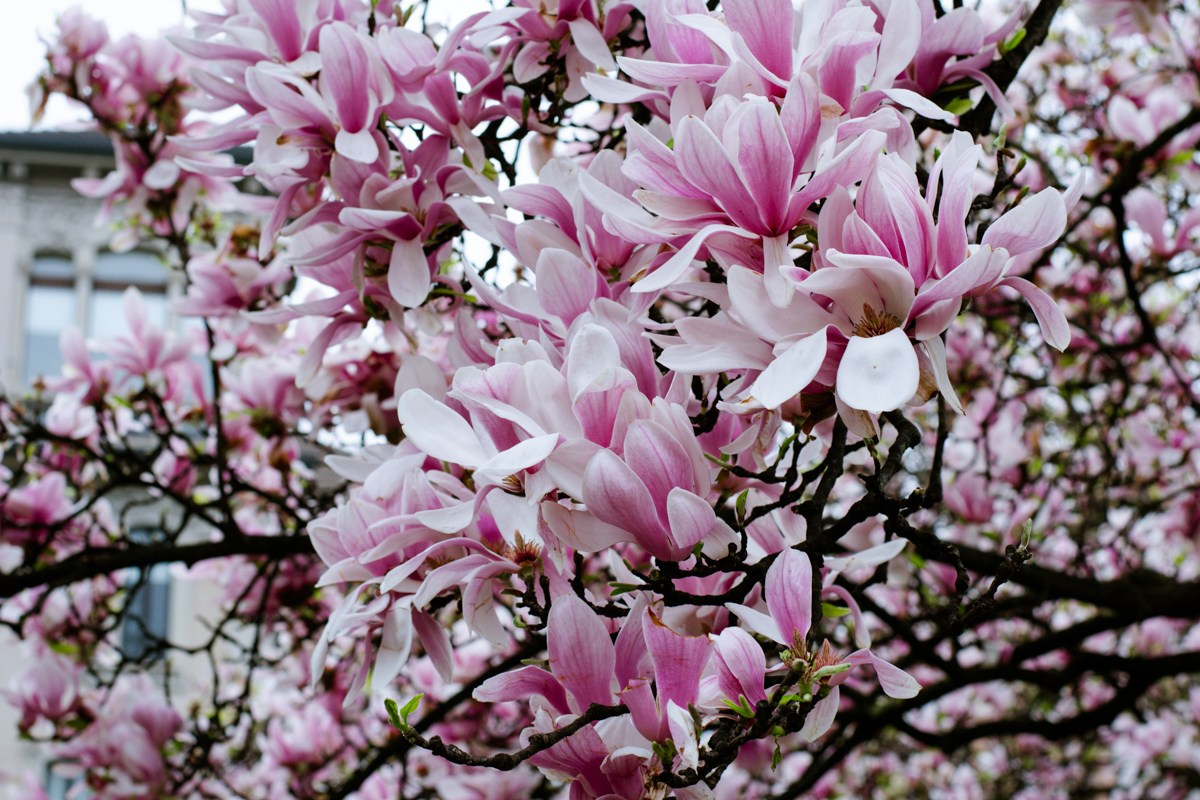 Magnolia. Anastasiia Buchinskaia Fotografa Milano