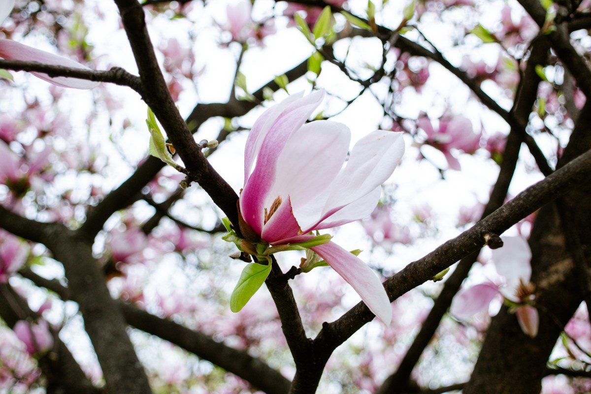 Magnolia. Anastasiia Buchinskaia Fotografa Milano