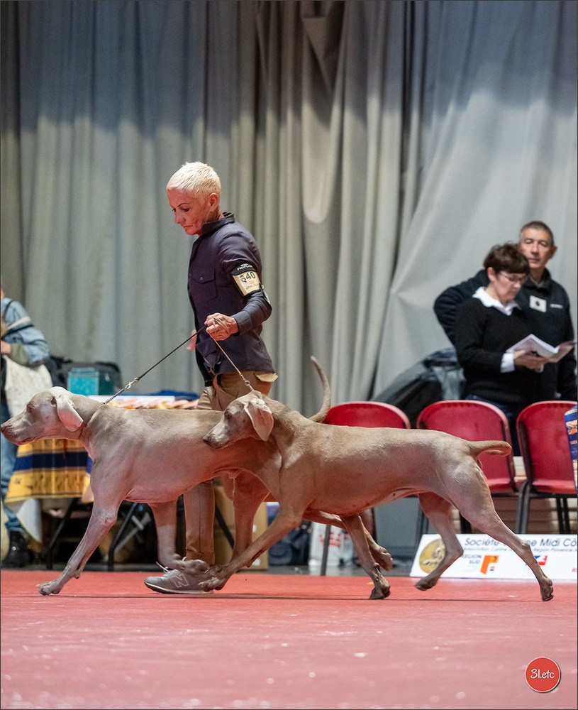 Expo canine 🇫🇷 Martigues  19-20/04/2025. Photographe à Strasbourg | Portraits, Studio, Enfants, Événements