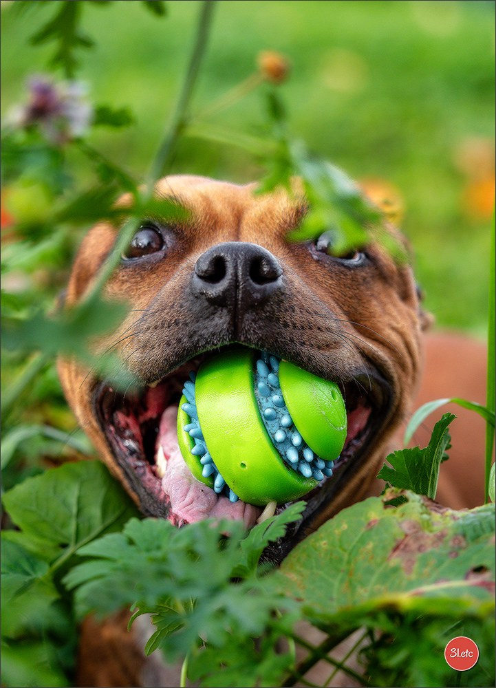 Photographie animalière. Photographe à Strasbourg | Portraits, Studio, Enfants, Événements
