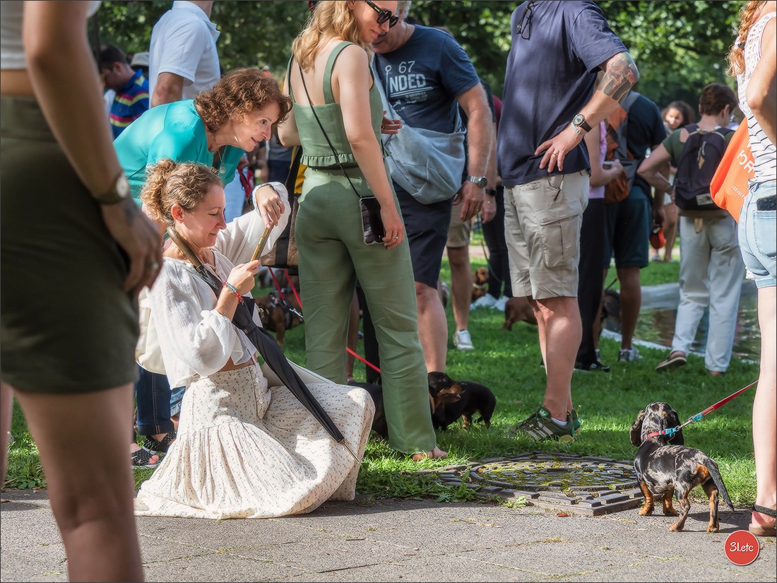 Teckels Parade Strasbourgeoise  Vous pouvez voir le galerie de photos. Photographe à Strasbourg | Portraits, Studio, Enfants, Événements