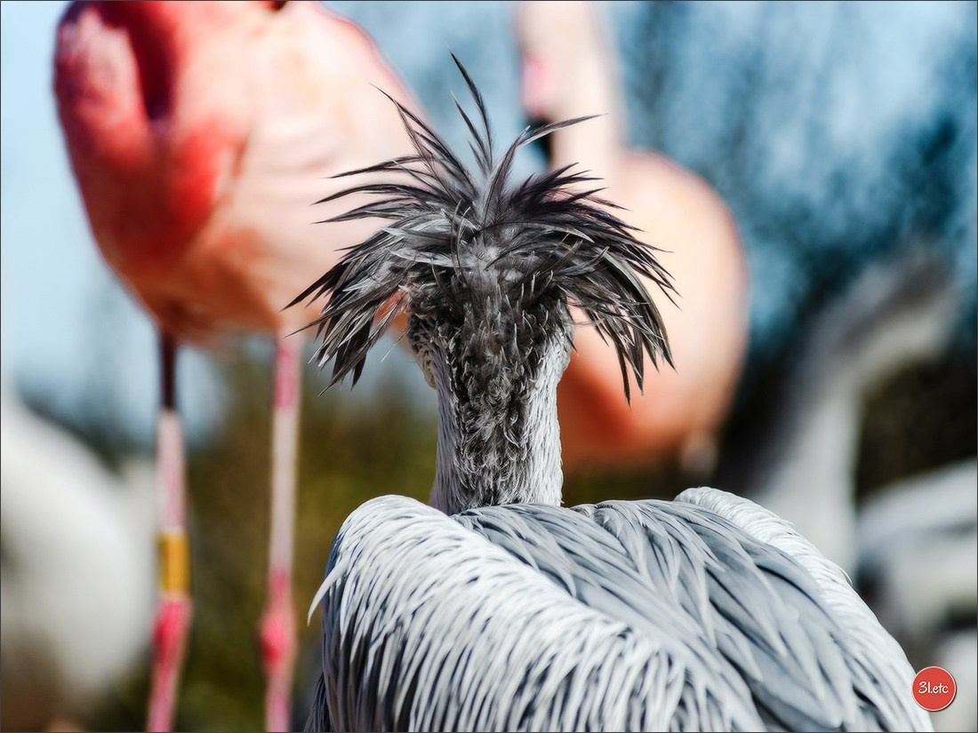 Photographie animalière. Photographe à Strasbourg | Portraits, Studio, Enfants, Événements