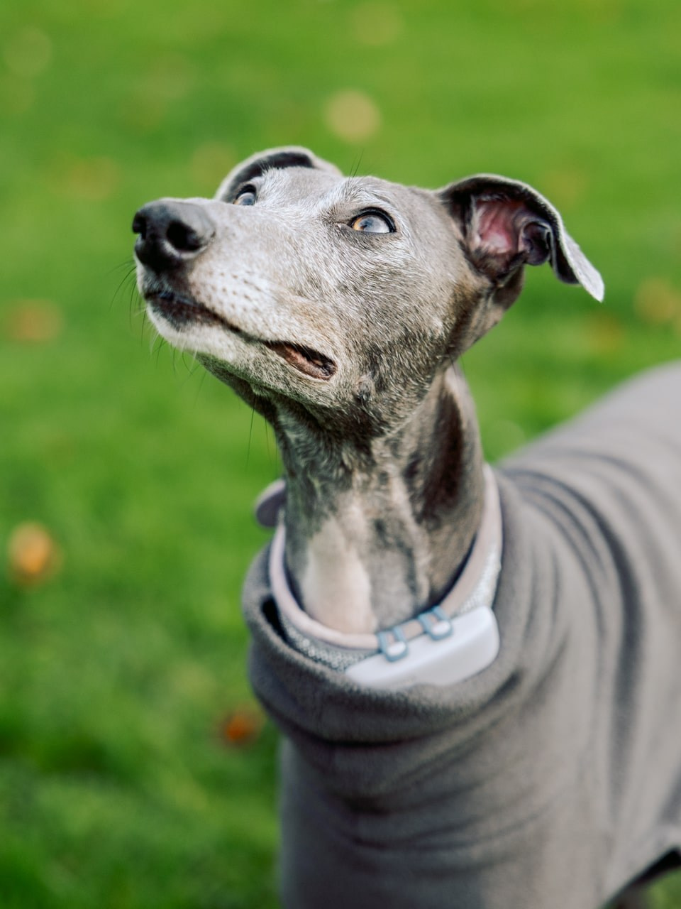 Pet Photography. Romantic & Soulful Photography by Natalia Olhova in Rotterdam