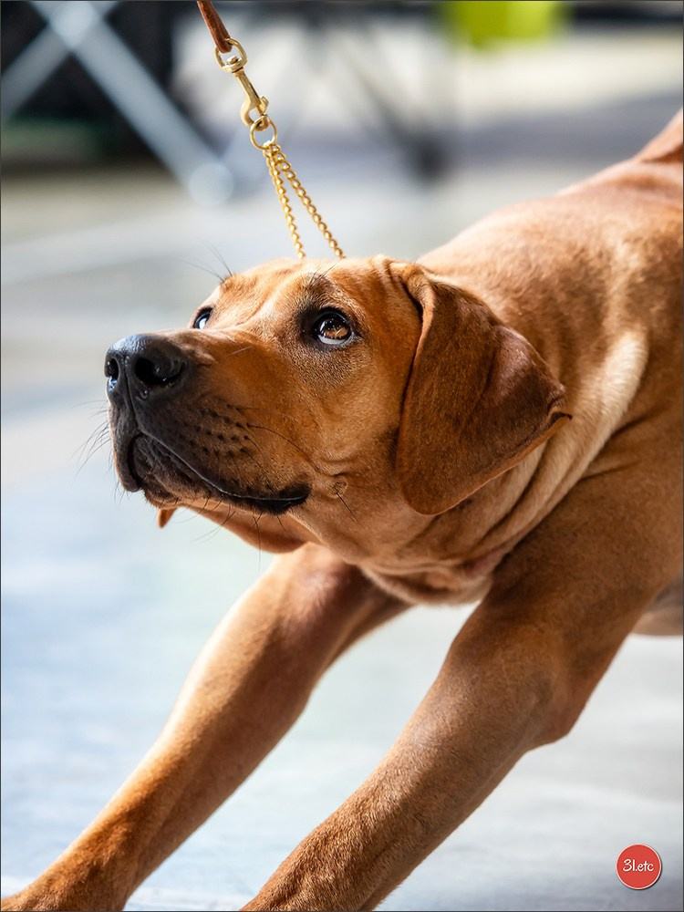 Photographie animalière. Photographe à Strasbourg | Portraits, Studio, Enfants, Événements