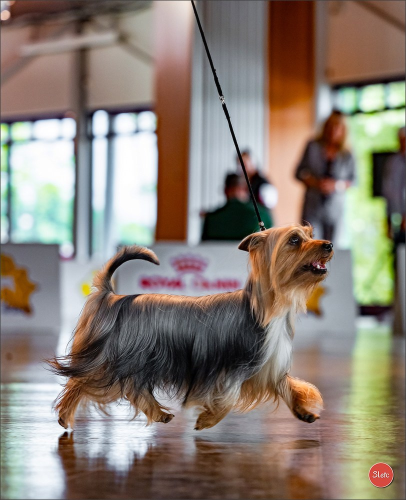 Expo canine 🇫🇷 Valence 03-04/05/2025. Photographe à Strasbourg | Portraits, Studio, Enfants, Événements