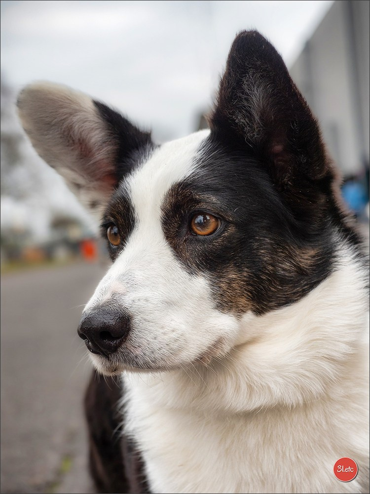 🇩🇪 Offenburg International Dogshow 15-16.03.25 🇩🇪. Photographe à Strasbourg | Portraits, Studio, Enfants, Événements