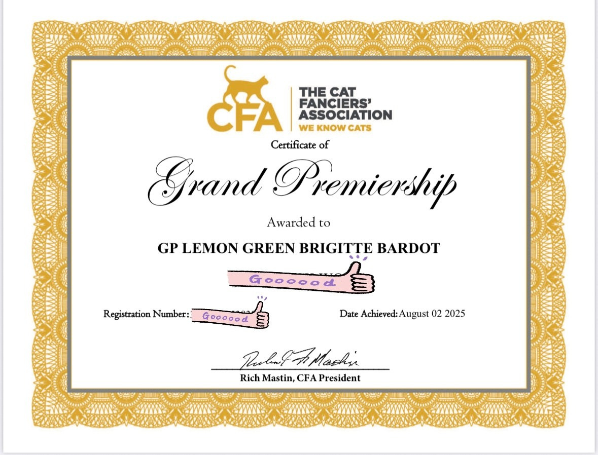 ONE-SHOW-GRAND!!!  SIRE: GC SIBARIS NAZAR     DAM: SIBELLA DEMETRA