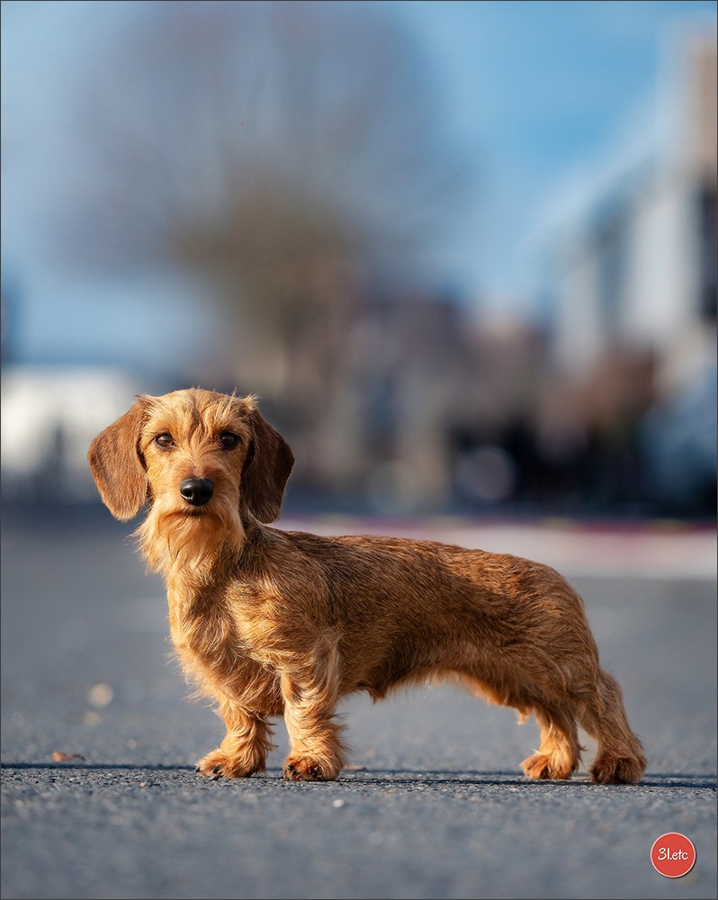 PDS  🇫🇷  Paris Dog Show  🇫🇷  Expo canine  10-11/01/2026. Photographe à Strasbourg | Portraits, Studio, Enfants, Événements