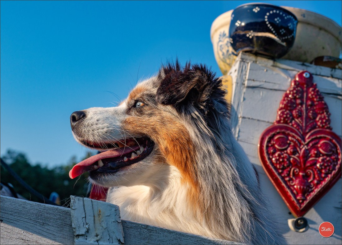 Domaine de la patte blanche. Photographe à Strasbourg | Portraits, Studio, Enfants, Événements
