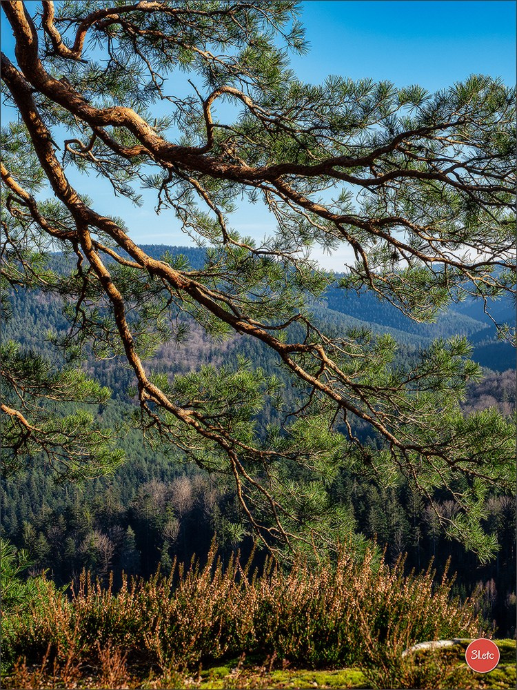 Une forêt, un rocher et un cimetière gallo-romain. Photographe à Strasbourg | Portraits, Studio, Enfants, Événements