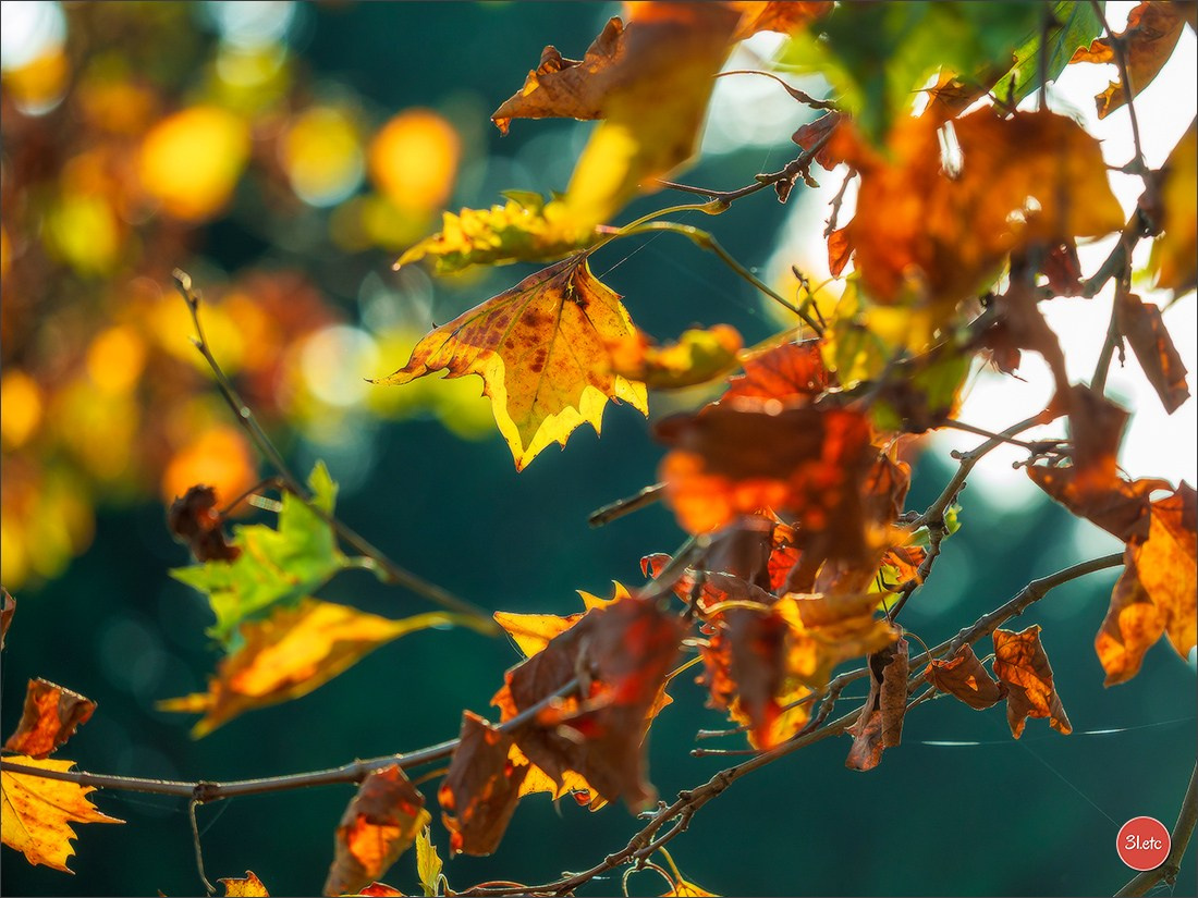 L'automne en ville. Photographe à Strasbourg | Portraits, Studio, Enfants, Événements