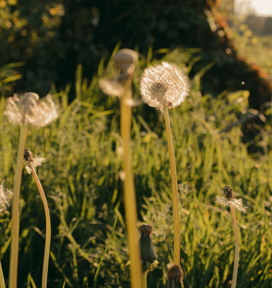 Under sunset light. Анастасия Бучинская фотограф в Милане