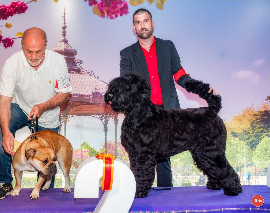 Expo canine 🇫🇷 Valence 03-04/05/2025. Photographe à Strasbourg | Portraits, Studio, Enfants, Événements
