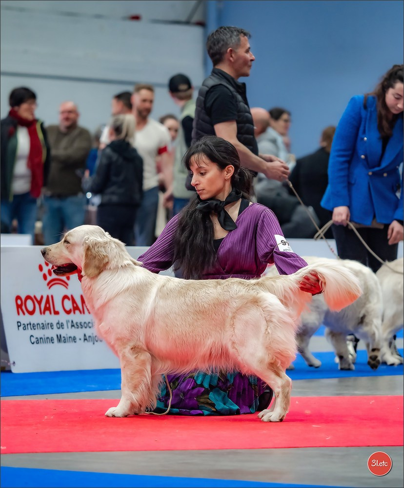 🇫🇷  Angers  🇫🇷  Expo canine  21-22/03/2026. Photographe à Strasbourg | Portraits, Studio, Enfants, Événements