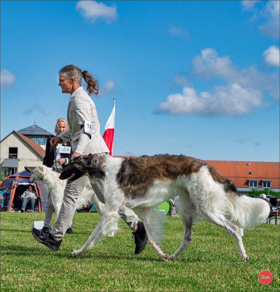 Dog Show Rieden 🇩🇪 16-18/05/2025. Photographe à Strasbourg | Portraits, Studio, Enfants, Événements