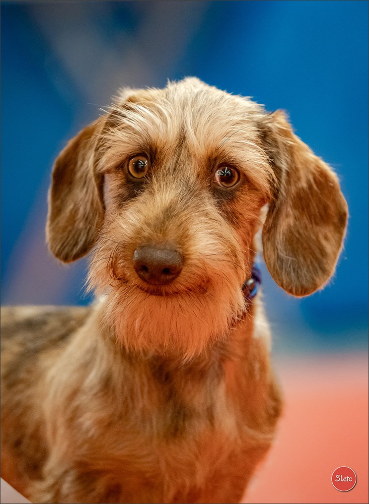Photographie animalière. Photographe à Strasbourg | Portraits, Studio, Enfants, Événements