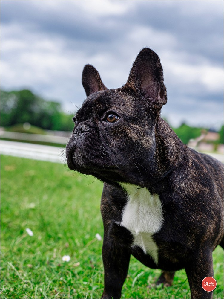 Expo canine Nancy  🇫🇷  25/05/2025. Photographe à Strasbourg | Portraits, Studio, Enfants, Événements