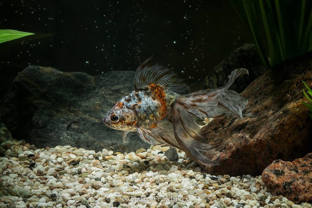 LEMMIKLOOMADE PILDISTAMINE