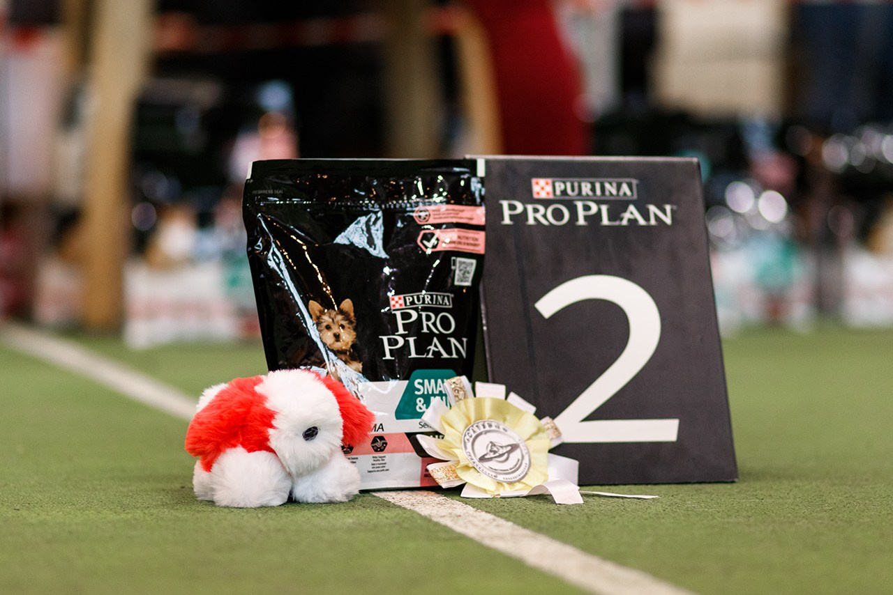 Grodno dog show. Kaja | fotograf we Wrocławiu | ludzie i psy