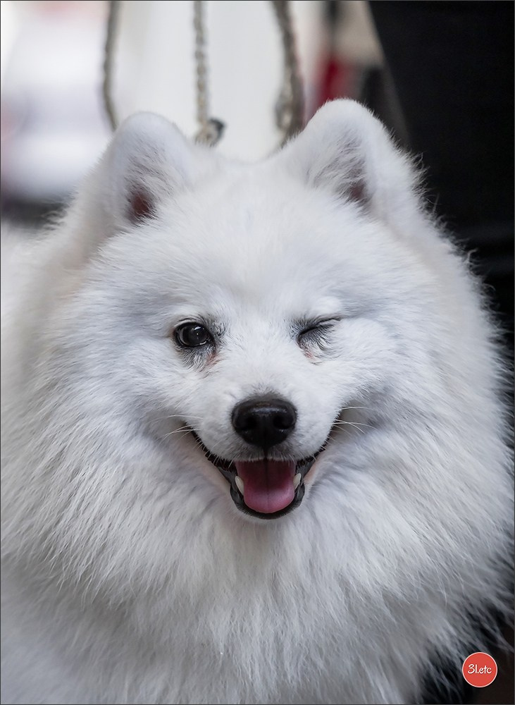 Exposition Canine à Karlsruhe 28-29/09/2024. Photographe à Strasbourg | Portraits, Studio, Enfants, Événements