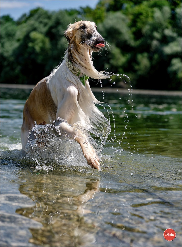 Dog Show - Hallbergmoos 🇩🇪 11-12/07/2026