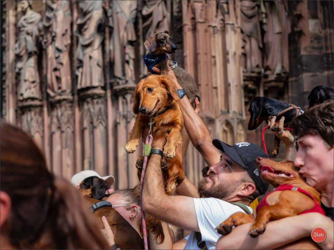 Teckels Parade Strasbourgeoise  Vous pouvez voir le galerie de photos. Photographe à Strasbourg | Portraits, Studio, Enfants, Événements