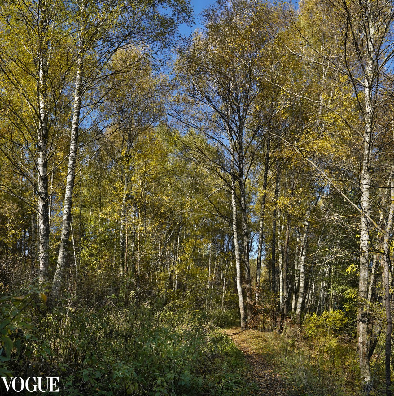 Сказка подмосковного леса. Суть фотографии в стиле изобразительного искусства