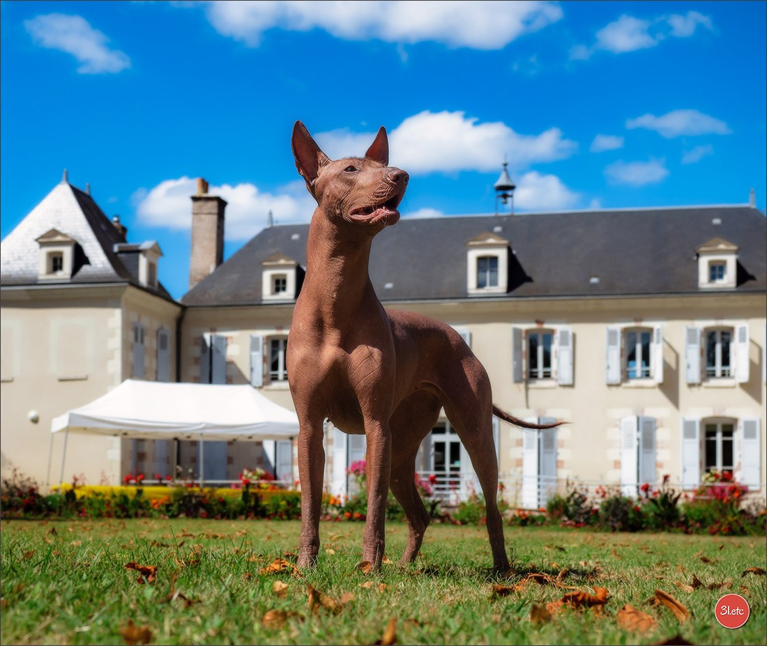 🇫🇷 Romorantin - Exposition Canine Nationale. Photographe à Strasbourg | Portraits, Studio, Enfants, Événements