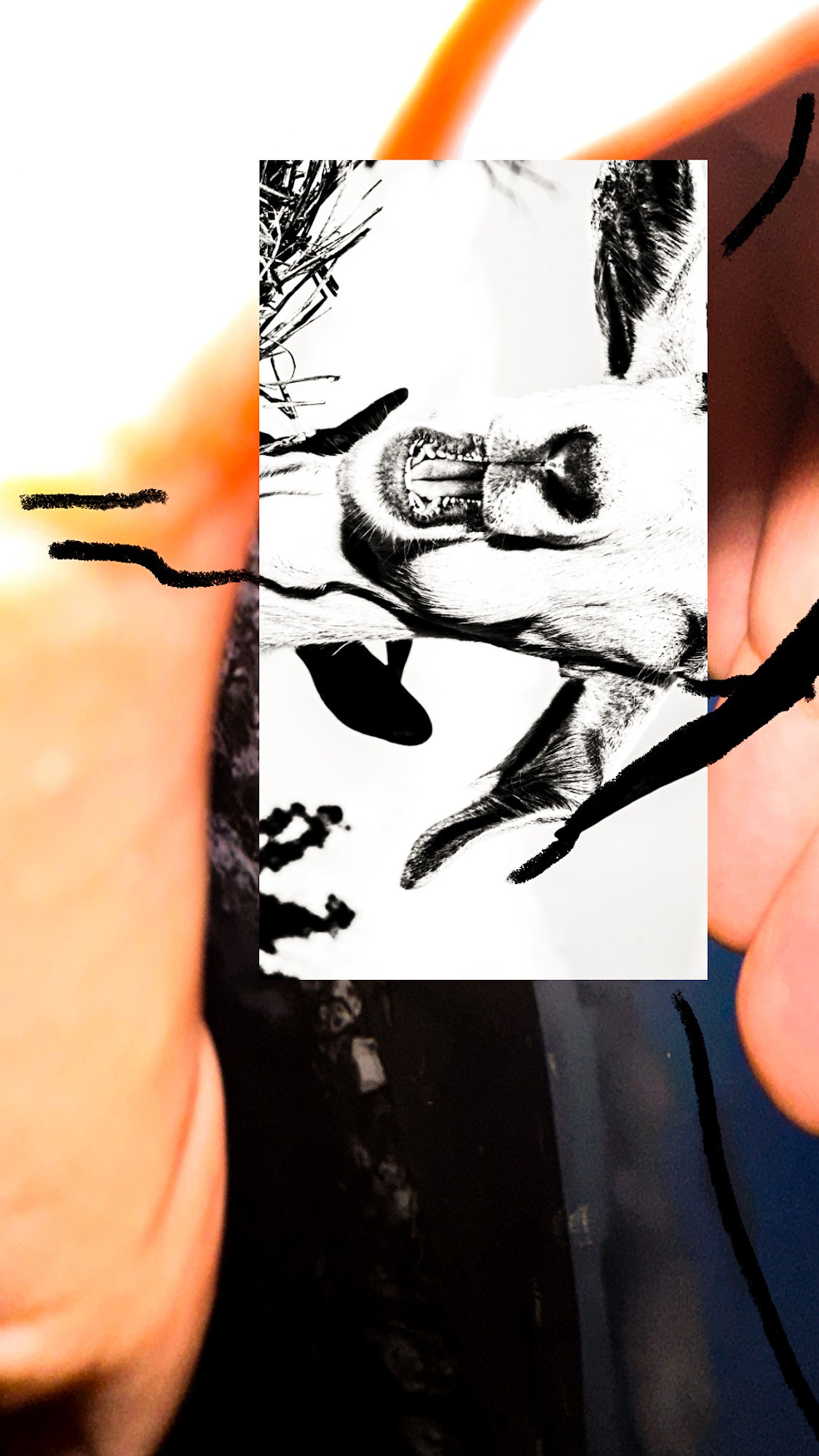 Photography’ Clipping. Ekaterina Tsurkina-Appina Photography Canada