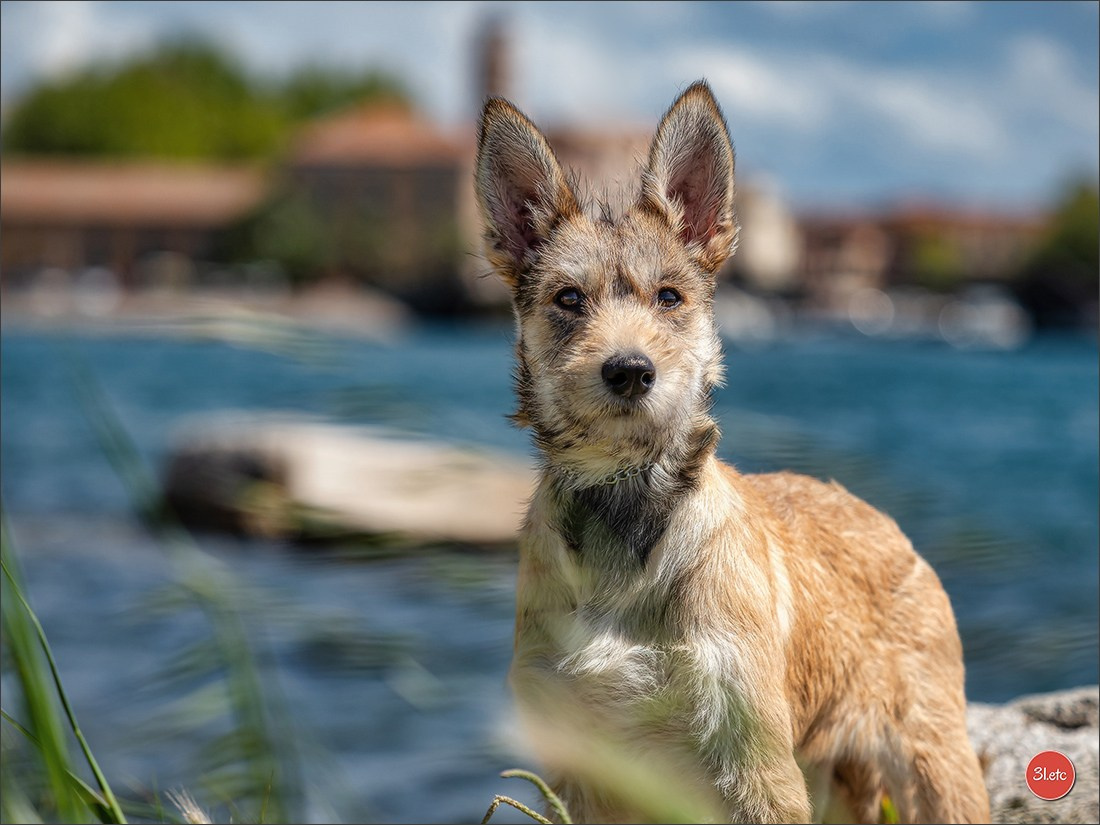 Expo canine 🇫🇷 Martigues  19-20/04/2025. Photographe à Strasbourg | Portraits, Studio, Enfants, Événements