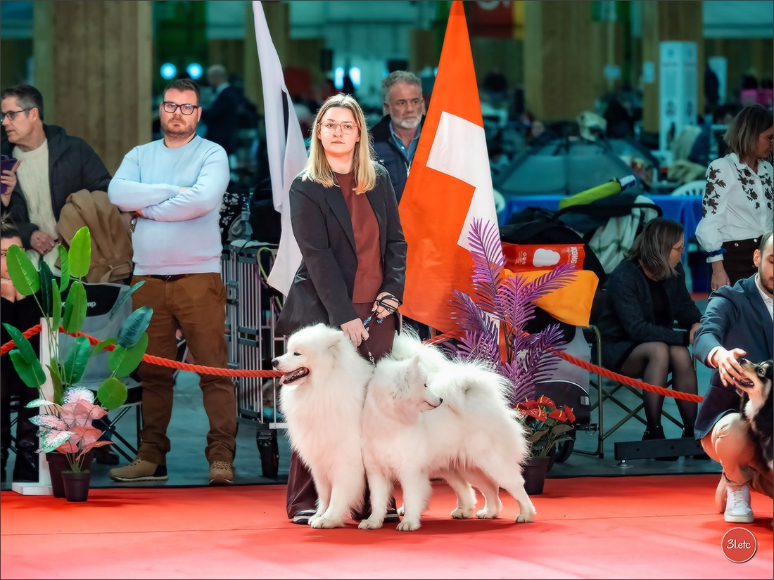 PDS  🇫🇷  Paris Dog Show  🇫🇷  Expo canine  10-11/01/2026. Photographe à Strasbourg | Portraits, Studio, Enfants, Événements