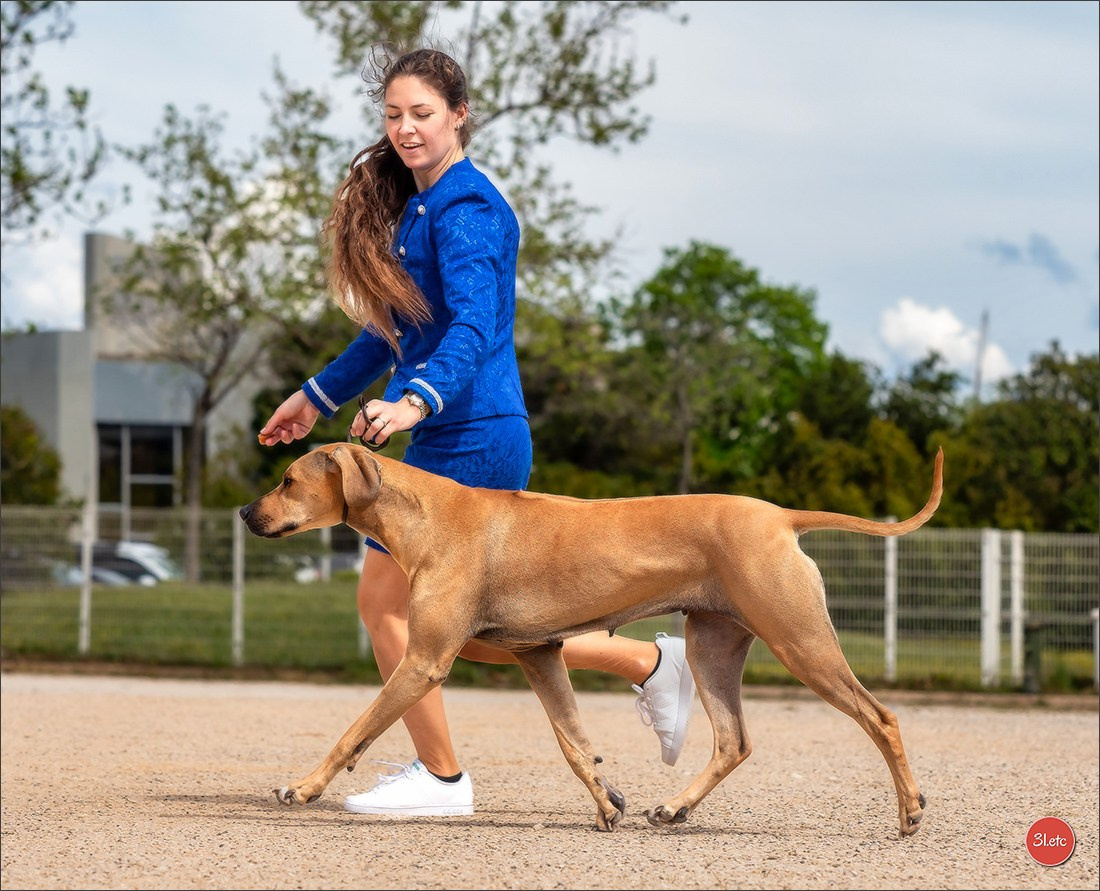 Expo canine 🇫🇷 Martigues  19-20/04/2025. Photographe à Strasbourg | Portraits, Studio, Enfants, Événements