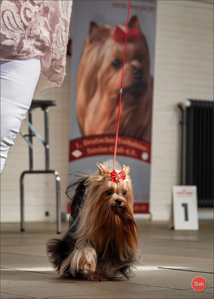 Dog Show Ludwigshafen  🇩🇪  16-17/08/2025. Photographe à Strasbourg | Portraits, Studio, Enfants, Événements