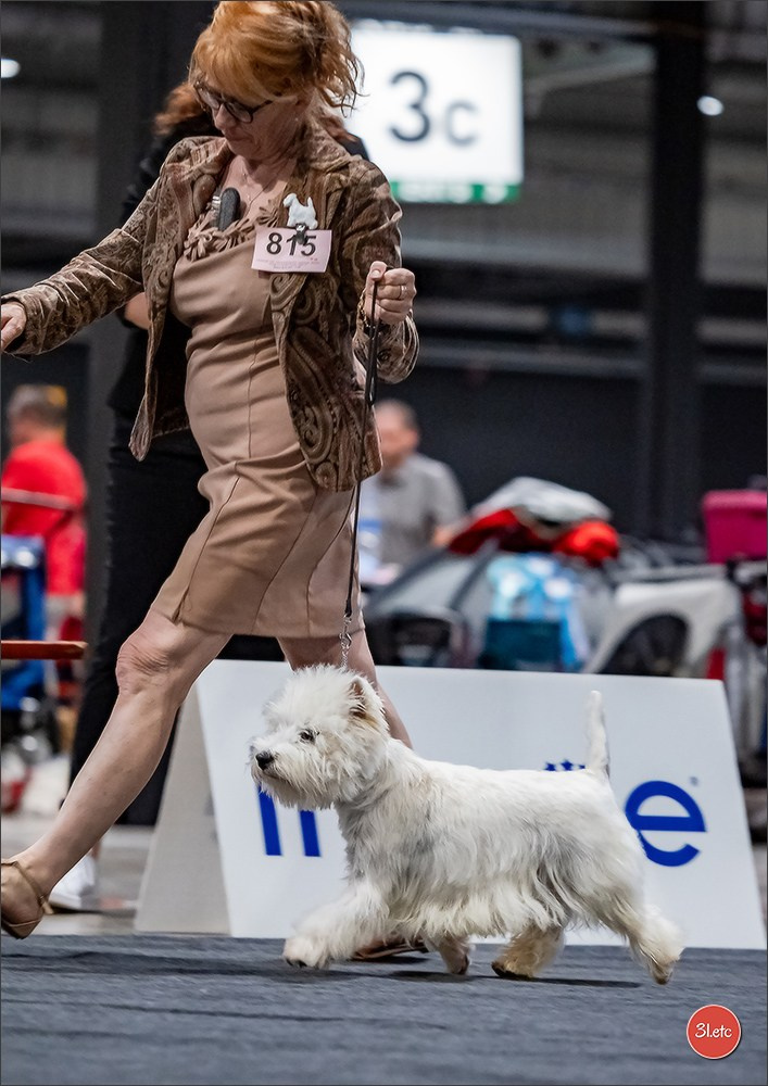 🇱🇺 LUXEMBOURG 🇱🇺 International Dog Show 🇱🇺 30/08 - 31/08/2025. Photographe à Strasbourg | Portraits, Studio, Enfants, Événements