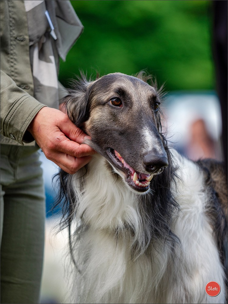 Dog Show Hallbergmoos  🇩🇪  11-13/07/2025. Photographe à Strasbourg | Portraits, Studio, Enfants, Événements
