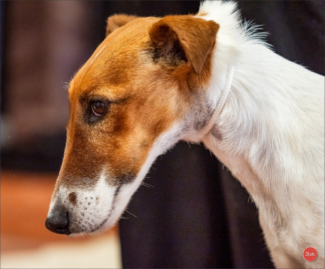 Expo canine  🇫🇷  Angers  22-23/03/2025. Photographe à Strasbourg | Portraits, Studio, Enfants, Événements