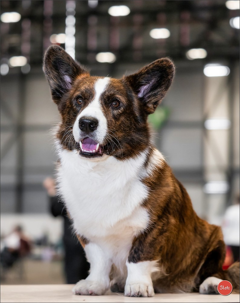 🇨🇭 Geneva Dog Show 15-17/11/2024. Photographe à Strasbourg | Portraits, Studio, Enfants, Événements