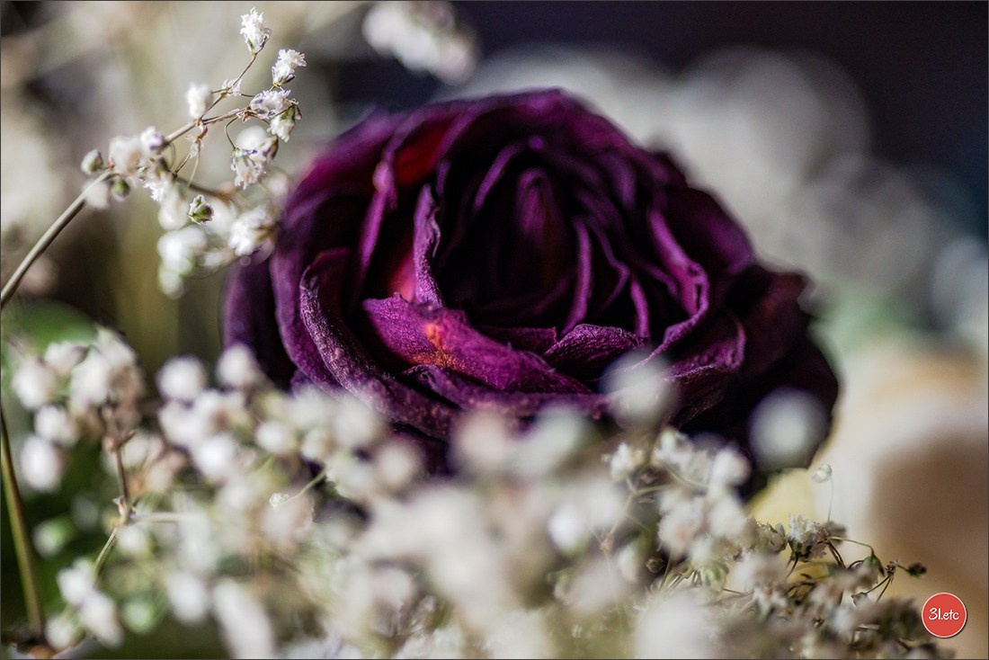 Les fleurs fanées. Photographe à Strasbourg | Portraits, Studio, Enfants, Événements