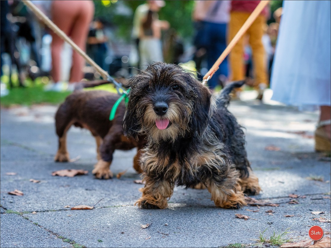 Teckels Parade Strasbourgeoise  Vous pouvez voir le galerie de photos. Photographe à Strasbourg | Portraits, Studio, Enfants, Événements