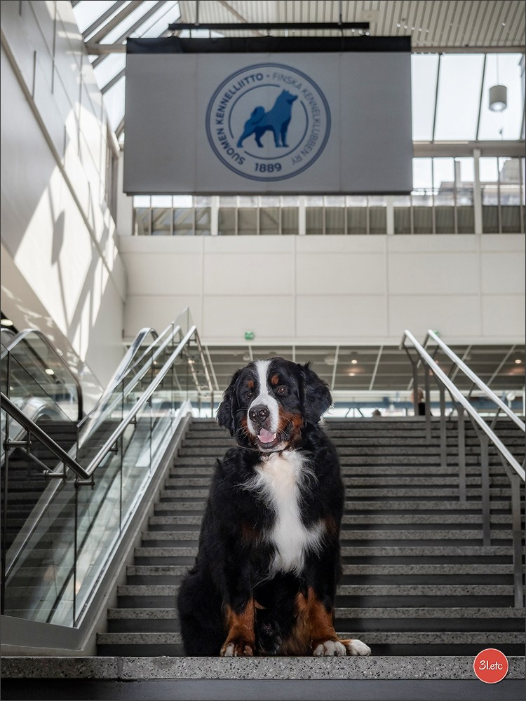🇫🇮 WDS Helsinki 2025 🇫🇮. Photographe à Strasbourg | Portraits, Studio, Enfants, Événements