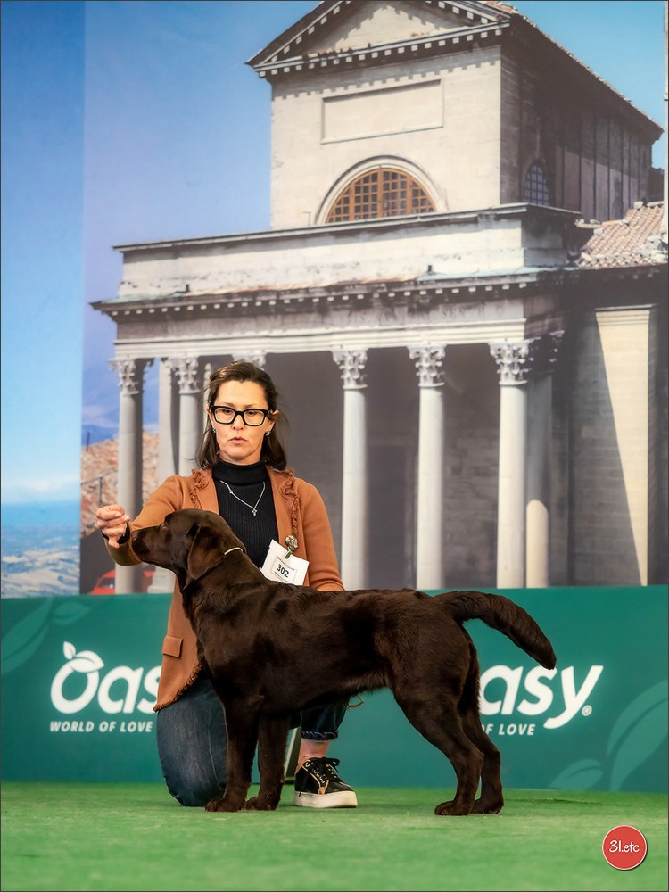 Dog Show  🇮🇹  San Marino. Photographe à Strasbourg | Portraits, Studio, Enfants, Événements