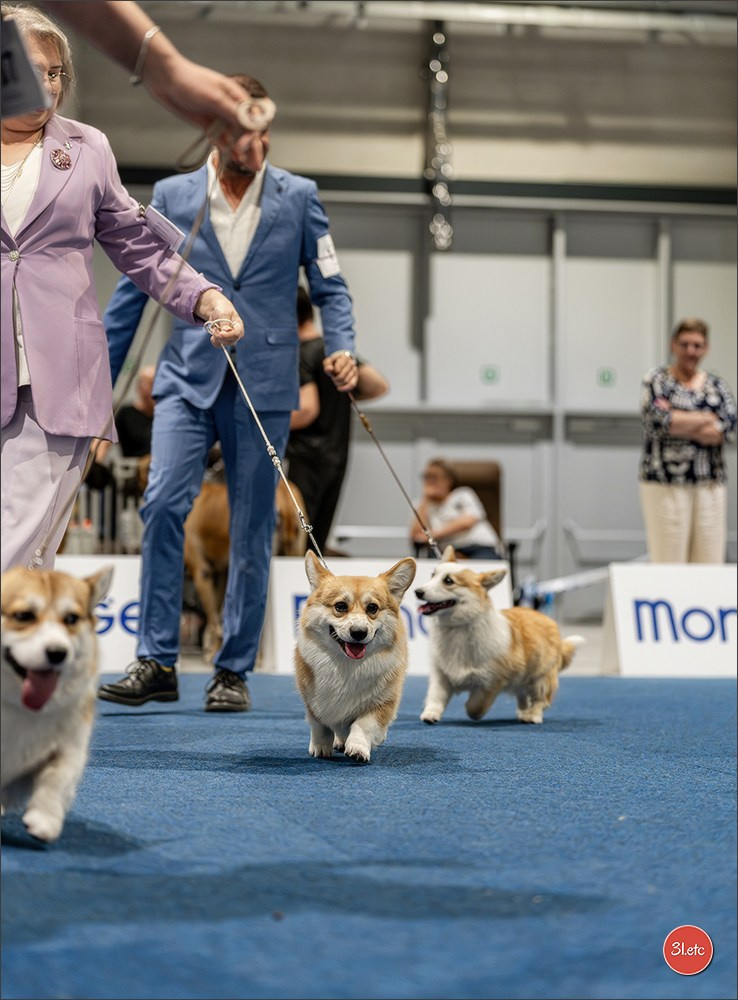 Dog Show Liege 🇧🇪 2026