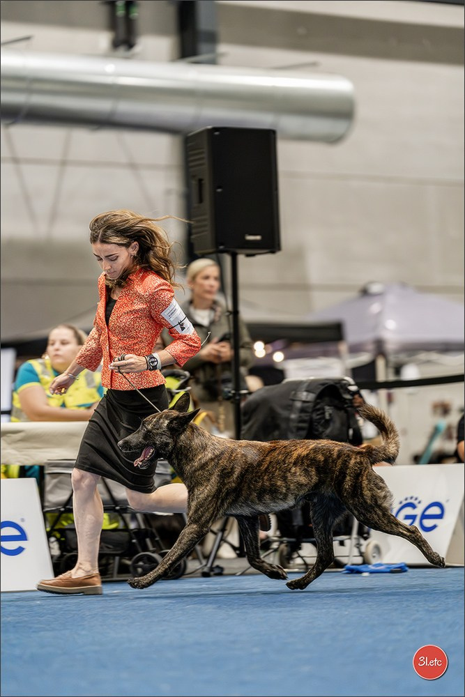 Dog Show Liege 🇧🇪 2026