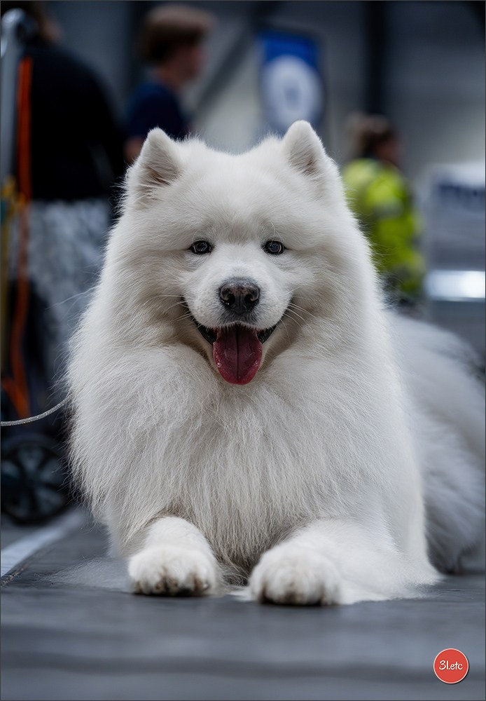 Dog Show Liege 🇧🇪 2026