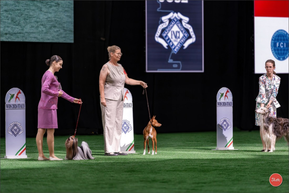 WDS 2026  🇮🇹  Bologna