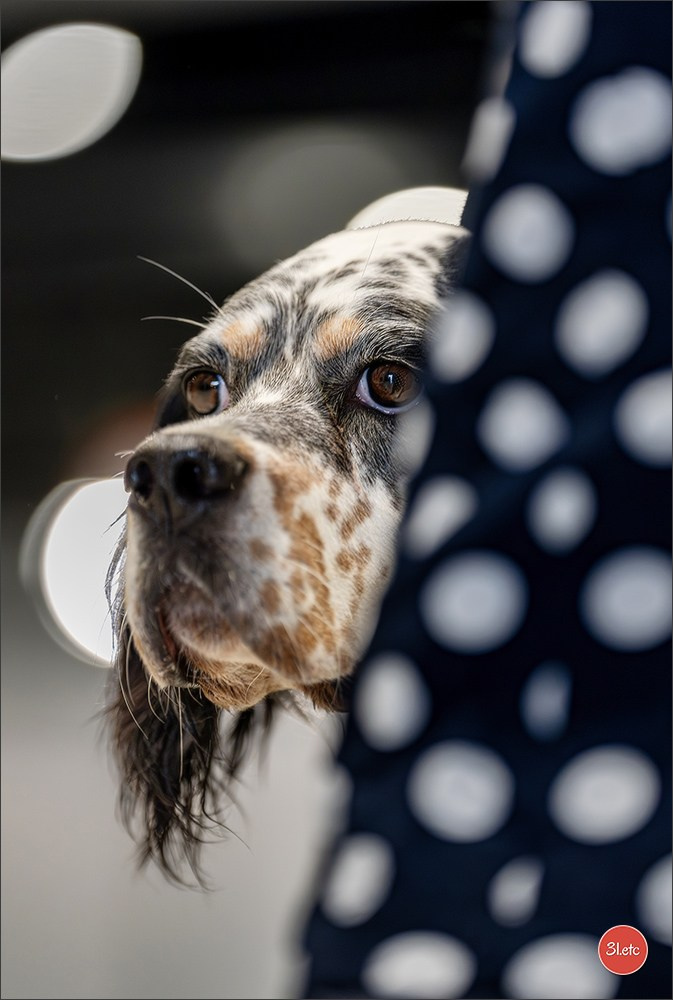Dog Show Liege 🇧🇪 2026